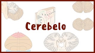 NEUROANATOMÍA  Cerebelo  Blasto Med [upl. by Mages471]