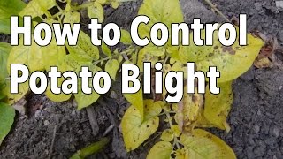 Blight 5 Ways to Control Potato Blight Late Blight [upl. by Ykcim]