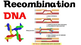 DNA recombination basic [upl. by Asiulairam]