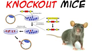 Knockout mice [upl. by Alenas]