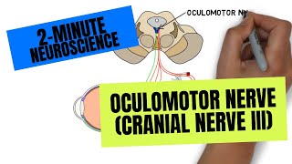 2Minute Neuroscience Oculomotor Nerve Cranial Nerve III [upl. by Etennaej]