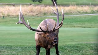 The Elk Rut  Estes Park Elk Fest 2020 [upl. by Khosrow]