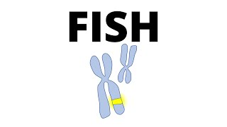 Fluorescent In Situ Hybridization FISH in 1 minute [upl. by Letsirc]