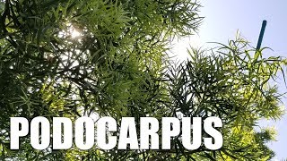 Fern Pine Podocarpus Planting and Trimming  Lucky 7 Landscapes Makeover Part 9 [upl. by Cram]