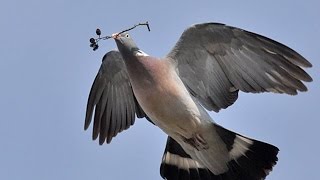 POMBO TORCAZ  COLUMBA PALUMBUS [upl. by Eelannej]