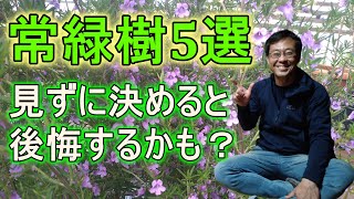 ガーデニング 植えてみたい常緑樹5選「ナーセリーでもあるプロガーデナーがちょっと変わった常緑樹をご紹介」 [upl. by Isnyl132]