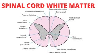 Spinal Cord White Matter Structure [upl. by Coady]