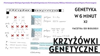 Jak robić krzyżówki genetyczne  Dziedziczenie cech  Biologia 8 Klasa  Genetyka  Lekcje online [upl. by Buckels]