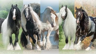 The Gypsy Vanner Horse Society [upl. by Lloyd]