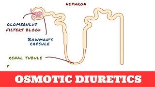 Osmotic Diuretics  Pharmacology [upl. by Aneret]