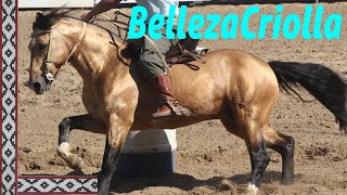 Caballo Criollo Belleza Criolla Argentina Standar Racial y Morfología [upl. by Diella]