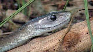 Black Mambas 11  Mamba vs King Cobra [upl. by Eudo]