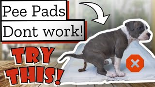 How to HOUSE BREAK a Pit bull Puppy Dont Use Pee Pads [upl. by Enialedam690]