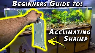 How to Acclimate Freshwater Shrimp Beginner Shrimp Keeping [upl. by Malkin]