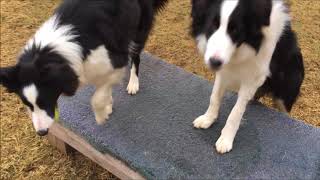 Border Collies at Play [upl. by Yesmar745]