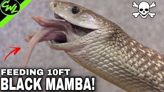 FEEDING 10FT BLACK MAMBA [upl. by Adolf]