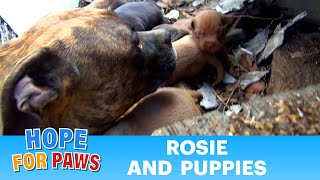 Rescuing a family of dogs with help from iPhone and You Tube Please share dog [upl. by Enida728]