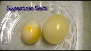 Egg Osmosis Hypertonic vs Hypotonic Solution [upl. by Meeker]