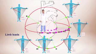 ECG Interpretation For Beginners Different Leads and Axis Deviation [upl. by Kcirde380]