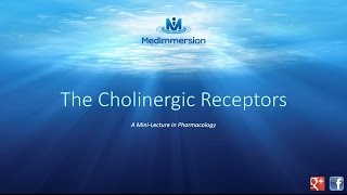 The Cholinergic Receptors [upl. by Aivatal136]