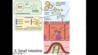 Digestion and Absorption of Lipids [upl. by Lowrance]