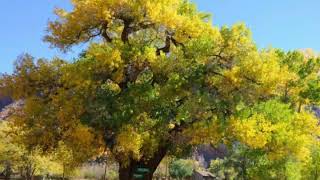 What is a Cottonwood Tree [upl. by Pihc903]