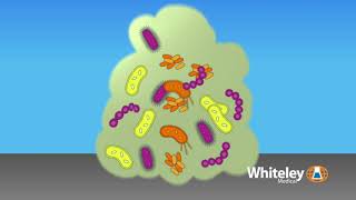 Biofilm Formation  Whiteley Medical [upl. by Nylzaj]