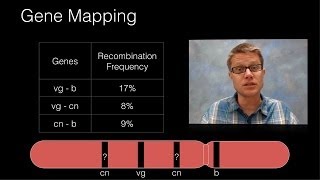 Genetic Recombination and Gene Mapping [upl. by Eliam]