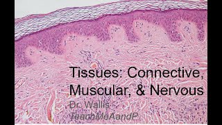 Tissues Part 2 Connective Muscular and Nervous Tissues [upl. by Eixel207]