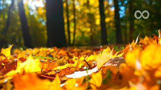 10 Hours of Relaxing Music  Sleep Music Cello amp Piano Music for Stress Relief Zoe [upl. by Hsital]