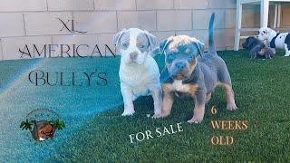 XL AMERICAN BULLY PUPPIES 6 WEEKS [upl. by Malinda]