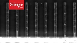 Mutating DNA caught on film [upl. by Haek]