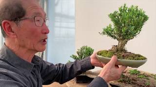 Improving Commercial Bonsai  Part 2 Buxus [upl. by Oniger]