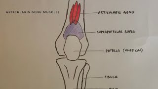 Dr Gillard lectures on How to Read Your Lumbar MRI [upl. by Ishmul]