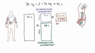 Intravascular and Interstitial Compartments [upl. by Emilee57]