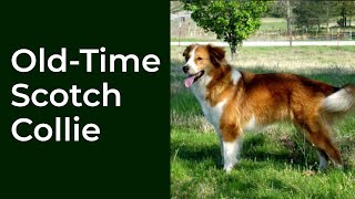 The Old Time Scotch Collie [upl. by Edelman]