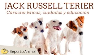 El perro jack russell terrier [upl. by Ecyor304]