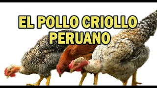 EL POLLO CRIOLLO PERUANO [upl. by Rosecan273]