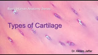 Types of Cartilage [upl. by Mclaughlin585]