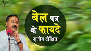 Rajiv Dixit  बेलपत्र के फायदे  Wonder health Benefits Bilva patra leaves [upl. by Atinihs]