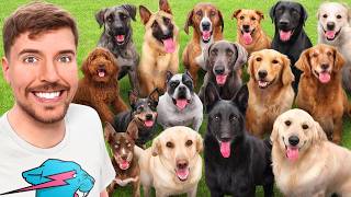 I Adopted EVERY Dog In A Dog Shelter [upl. by Atiluj]