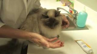 How to Treat Hairballs in Cats [upl. by Forta]