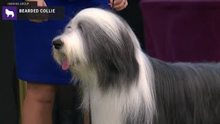 Bearded Collies  Breed Judging 2020 [upl. by Erbes212]