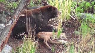 Bear eats elk calf alive  RAW uncut version  Yellowstone National Park [upl. by Enila88]