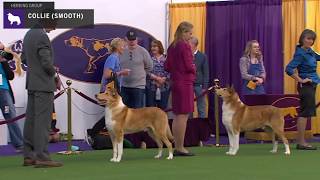 Collies Smooth  Breed Judging 2020 [upl. by Ronalda]