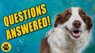 Things You Should Know about Border Collies [upl. by Aitekram76]