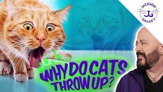 Why Do Cats Throw Up So Much [upl. by Saiff326]