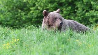 Brown Bears in Poland  Bieszczady NP [upl. by Rochester]