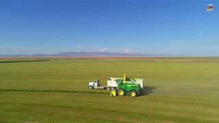 Chopping Irrigated Alfalfa near Mountain Home Idaho [upl. by Iila]