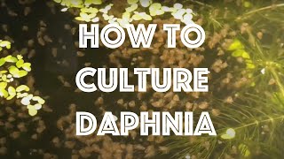 How To Culture Daphnia Magna [upl. by Kellene]